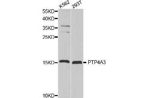 Western blot analysis of extracts of various cell lines, using PTP4A3 antibody. (PTP4A3 Antikörper  (AA 1-148))