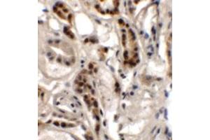 Immunohistochemical analysis of DPAGT1 in human kidney tissue with DPAGT1 polyclonal antibody  at 2. (DPAGT1 Antikörper  (N-Term))