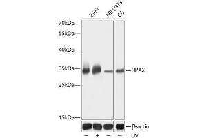 Western blot analysis of extracts of various cell lines using RPA2 Polyclonal Antibody at dilution of 1:1000. (RPA2 Antikörper)