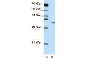 Western Blotting (WB) image for anti-Zinc Finger Protein 42 (ZFP42) antibody (ABIN2461325) (ZFP42 Antikörper)