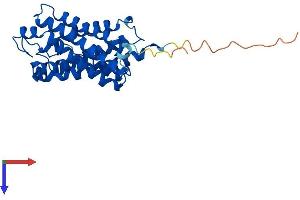 AQP9 Protein (AA 1-295) (His tag)