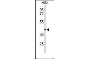 Western blot analysis of ENTPD2 / CD39L1 Antibody (N-term) in K562 cell line lysates (35ug/lane). (ENTPD2 Antikörper  (N-Term))