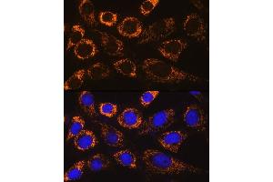 Immunofluorescence analysis of NIH/3T3 cells using P4H Rabbit pAb (ABIN6132886, ABIN6145137, ABIN6145138 and ABIN6217878) at dilution of 1:100. (P4HA3 Antikörper  (AA 20-110))