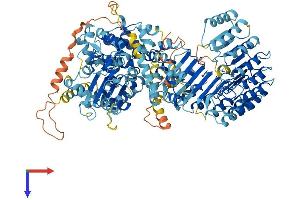 NLRP2 Protein (AA 1-1062) (His tag)