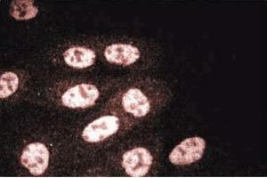 MDCK (RUVBL2 Antikörper  (AA 180-228))
