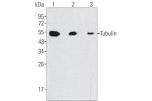 Western Blotting (WB) image for anti-Tubulin, beta (TUBB) antibody (ABIN1109366) (TUBB Antikörper)