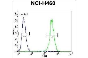 LRRC38 Antibody (C-term) (ABIN655842 and ABIN2845255) flow cytometric analysis of NCI- cells (right histogram) compared to a negative control cell (left histogram). (LRRC38 Antikörper  (C-Term))