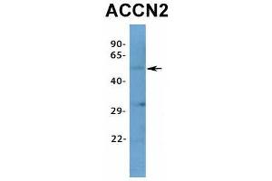 Western Blotting (WB) image for anti-Amiloride-Sensitive Cation Channel 2, Neuronal (ACCN2) (N-Term) antibody (ABIN2776229)