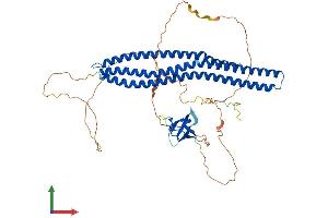 Protein Structure (PS) image for BAI1-Associated Protein 2-Like 2 (BAIAP2L2) (AA 1-522) protein (His tag) (ABIN7558431)