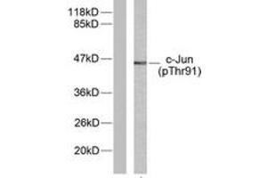 Western blot analysis of extracts from HeLa cells treated with UV, using c-Jun (Phospho-Thr91) Antibody. (C-JUN Antikörper  (pThr91))