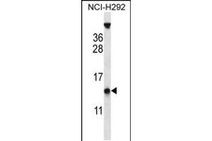 Western blot analysis in NCI-H292 cell line lysates (35ug/lane). (PYDC1 Antikörper  (AA 13-42))