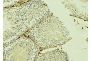 ABIN6274911 at 1/100 staining Mouse testis tissue by IHC-P. (B4GALT3 Antikörper  (Internal Region))