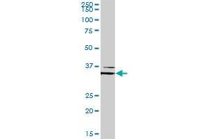 FOXL1 MaxPab rabbit polyclonal antibody. (FOXL1 Antikörper  (AA 1-345))