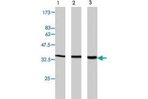 Western blot analysis of extract from PC-12 (lane 1) , NRK cells (lane 2) and Swiss3T3 cells (lane 3) , using Plscr2 polyclonal antibody  . (PLSCR2 Antikörper)