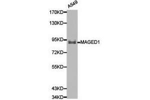 Western Blotting (WB) image for anti-Melanoma Antigen Family D, 1 (MAGED1) antibody (ABIN1873587)