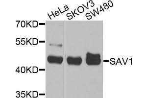 Western blot analysis of extracts of various cell lines, using S antibody (ABIN6132632, ABIN6147400, ABIN6147401 and ABIN6225327) at 1:1000 dilution. (SAV1 Antikörper  (AA 1-210))