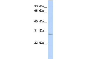 WB Suggested Anti-IMPA2 Antibody Titration: 0.