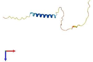 Mannosidase, beta A, Lysosomal-Like (MANBAL) (AA 1-85) protein (Fc Tag)