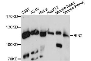 Western blot analysis of extracts of various cell lines, using RIN2 antibody. (RIN2 Antikörper)