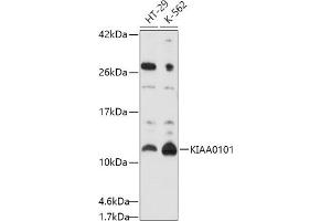 Western blot analysis of extracts of various cell lines, using KI antibody (ABIN6131466, ABIN6142838, ABIN6142839 and ABIN6214584) at 1:1000 dilution. (KIAA0101 Antikörper  (AA 1-111))