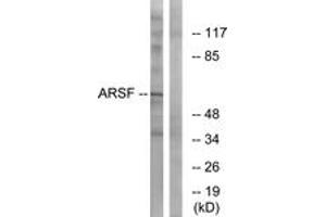 Western Blotting (WB) image for anti-Arylsulfatase F (ARSF) (AA 301-350) antibody (ABIN2890132)