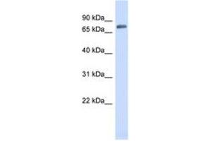 Image no. 1 for anti-Tripartite Motif Containing 41 (TRIM41) (AA 35-84) antibody (ABIN6741910)