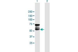 Western Blot analysis of GGT1 expression in transfected 293T cell line by GGT1 MaxPab polyclonal antibody.