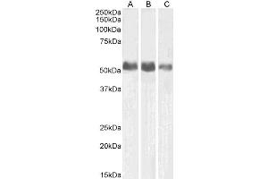ABIN4902529 (0. (ALPL Antikörper)