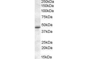 Western Blotting (WB) image for Melatonin Receptor 1A (MTNR1A) peptide (ABIN370331) (Melatonin Receptor 1A (MTNR1A) Peptid)