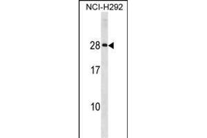 HLA-DQA2 Antibody (Center) (ABIN1881421 and ABIN2839048) western blot analysis in NCI- cell line lysates (35 μg/lane). (HLA-DQA2 Antikörper  (AA 39-66))