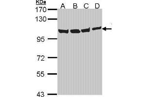 Western Blotting (WB) image for anti-Valosin Containing Protein (VCP) (N-Term) antibody (ABIN2856882)