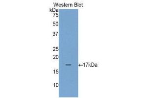 Western Blotting (WB) image for anti-Regenerating Islet-Derived Family, Member 4 (REG4) (AA 29-140) antibody (ABIN1860428)
