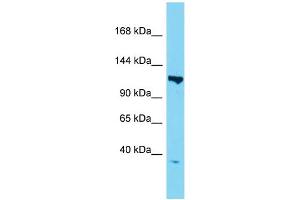 Host:  Rabbit  Target Name:  Taf3  Sample Type:  Mouse Heart lysates  Antibody Dilution:  1. (TAF3 Antikörper  (N-Term))