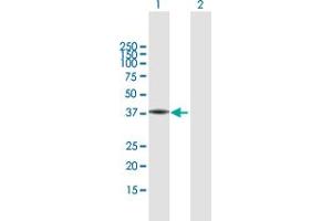 Western Blot analysis of FA2H expression in transfected 293T cell line by FA2H MaxPab polyclonal antibody. (FA2H Antikörper  (AA 1-372))