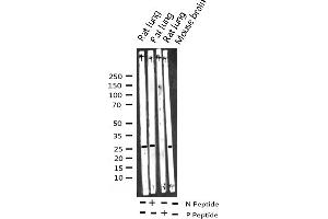 Western blot analysis of Phospho-14-3-3 zeta (Ser58) expression in various lysates (14-3-3 zeta Antikörper  (pSer58))