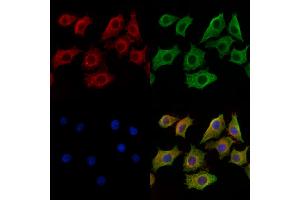 ABIN6259765 and ABIN6269299 staining HepG2 cells by IF/ICC. (ADAM17 Antikörper  (C-Term))
