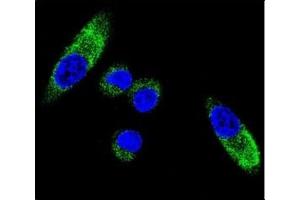 Immunofluorescence (IF) image for anti-Cytochrome P450, Family 1, Subfamily A, Polypeptide 1 (CYP1A1) (AA 252-280) antibody (ABIN3030671)