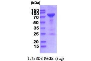 SDS-PAGE (SDS) image for Polyribonucleotide Nucleotidyltransferase 1 (PNPT1) (AA 46-783) protein (His tag) (ABIN6387565)