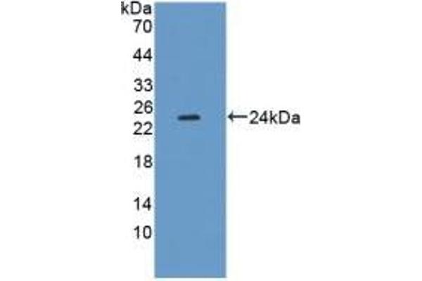 XDH antibody  (AA 231-416)