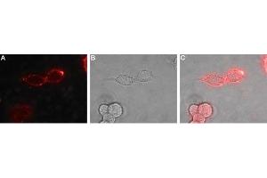 Expression of EphB1 in rat PC12 cells - Cell surface detection of EphB1 in live intact rat PC12 pheochromocytoma cells. (EPH Receptor B1 Antikörper  (Extracellular, N-Term))