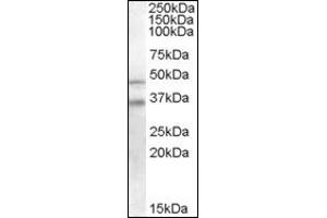 Image no. 2 for anti-GULP, Engulfment Adaptor PTB Domain Containing 1 (GULP1) (C-Term) antibody (ABIN372526) (GULP1 Antikörper  (C-Term))