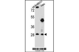 Western blot analysis in MDA-MB231,Hela cell line lysates (35ug/lane). (EIF4H Antikörper  (AA 127-156))