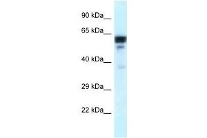 Western Blot showing TUBA1C antibody used at a concentration of 1 ug/ml against Placenta Lysate (TUBA1C Antikörper  (C-Term))
