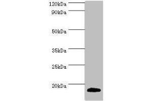 Western blot All lanes: MLANA antibody at 2 μg/mL + Mouse eye tissue Secondary Goat polyclonal to rabbit IgG at 1/10000 dilution Predicted band size: 13 kDa Observed band size: 13 kDa (MLANA Antikörper  (AA 48-118))