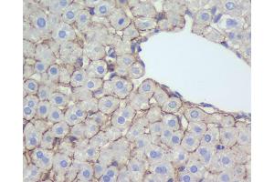 Immunohistochemistry analysis of paraffin-embedded rat liver using N-cadherin Polyclonal Antibody at dilution of 1:500. (N-Cadherin Antikörper)