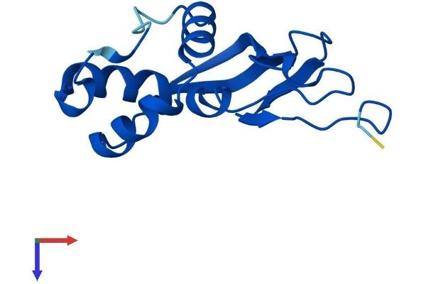 TRMT112 Protein (AA 1-125) (His tag)