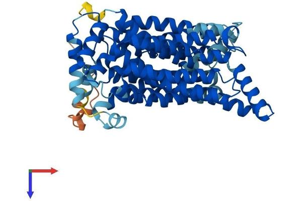 GLUT1 Protein (AA 1-492) (His tag)