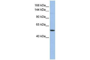 WB Suggested Anti-UBE4A  Antibody Titration: 0.