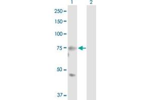 Western Blot analysis of MASP2 expression in transfected 293T cell line by MASP2 MaxPab polyclonal antibody. (MASP2 Antikörper  (AA 1-686))