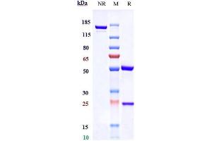 Anti-CTLA-4 / CD152 Reference Antibody (tremelimumab) on SDS-PAGE under reducing (R) condition. (Rekombinanter CTLA-4 (Tremelimumab Biosimilar) Antikörper)